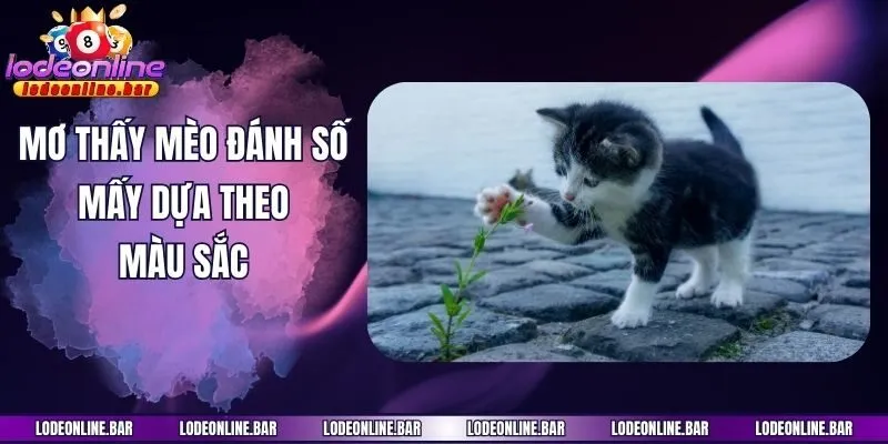 Mơ thấy mèo đánh số mấy dựa theo màu sắc