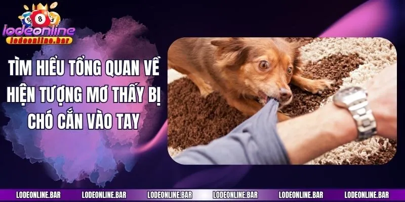 Tìm hiểu tổng quan về hiện tượng mơ thấy bị chó cắn vào tay